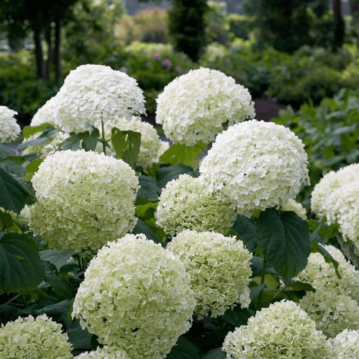 Hortensie – Hydrangea arborescens 'Strong Annabelle' – Ø19cm ↕30cm – Winterharte Gartenpflanze mit großen weißen Blüten