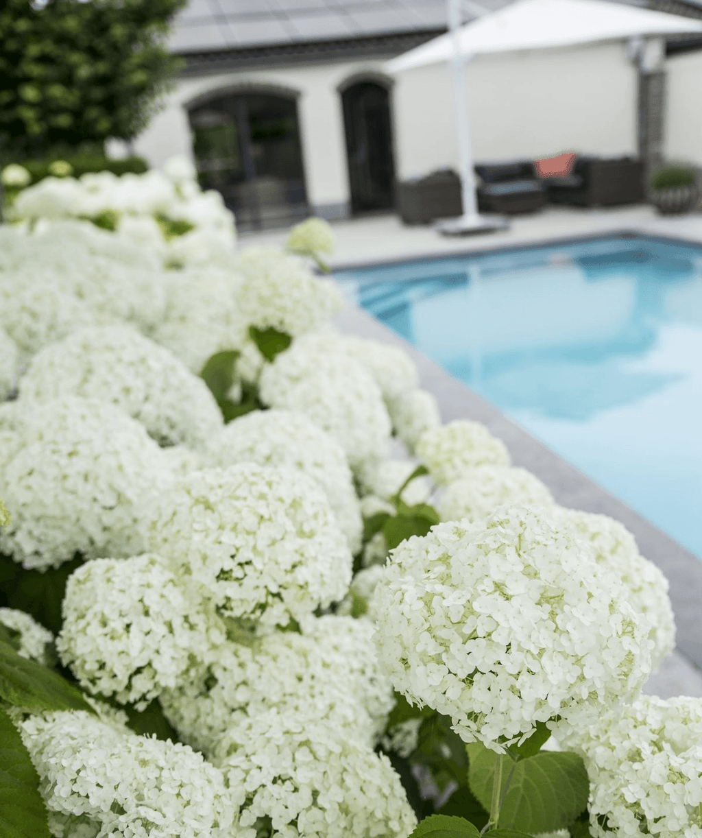 Hortensie – Hydrangea arborescens 'Strong Annabelle' – Ø19cm ↕30cm – Winterharte Gartenpflanze mit großen weißen Blüten