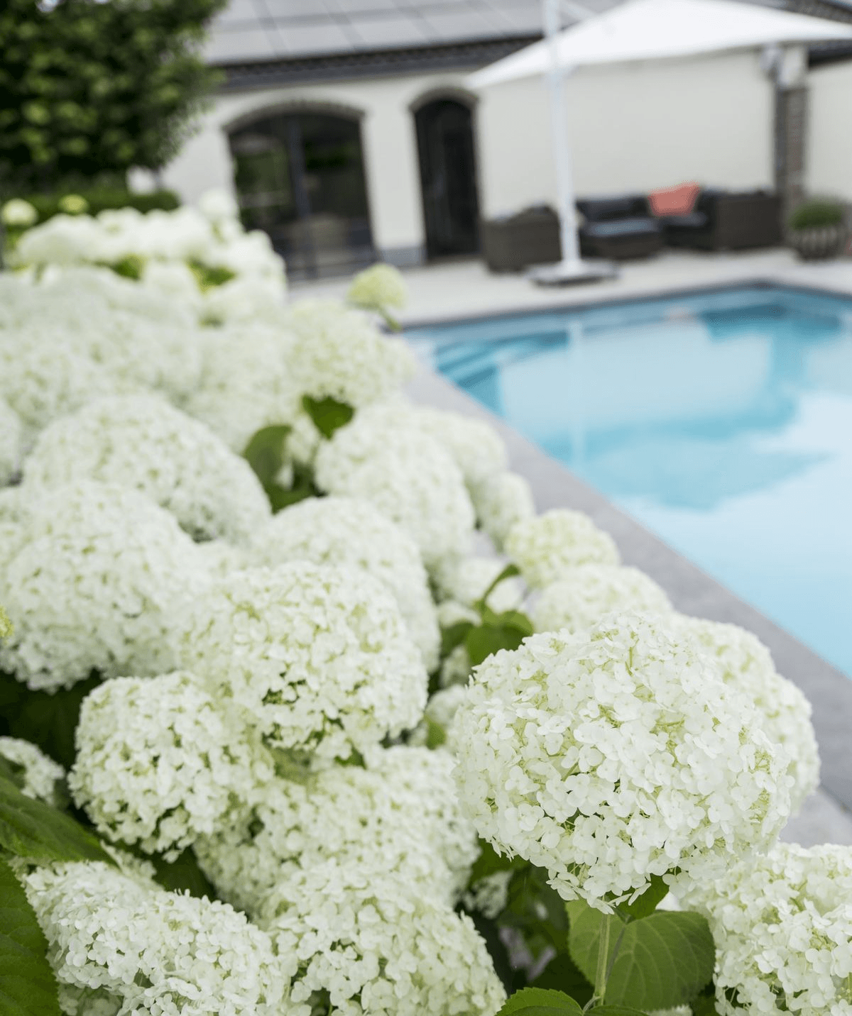Hortensie – Hydrangea arborescens 'Strong Annabelle' – Ø19cm ↕30cm – Winterharte Gartenpflanze mit großen weißen Blüten