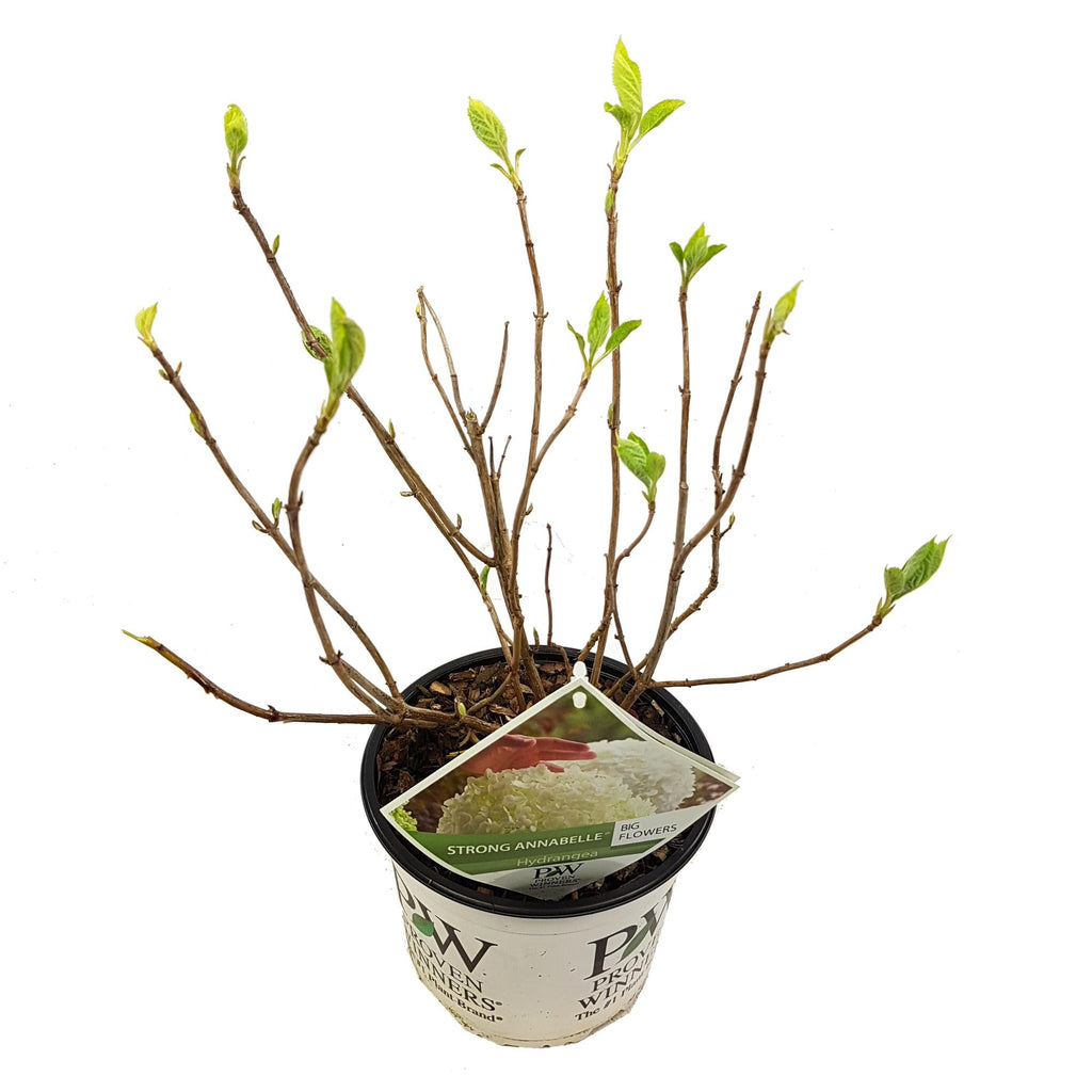 Hortensie – Hydrangea arborescens 'Strong Annabelle' – Ø19cm ↕30cm – Winterharte Gartenpflanze mit großen weißen Blüten