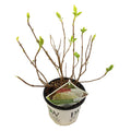 Hortensie – Hydrangea arborescens 'Strong Annabelle' – Ø19cm ↕30cm – Winterharte Gartenpflanze mit großen weißen Blüten