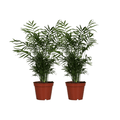 Chamaedorea Elegans – Mexikanische Bergpalme – 2 Zimmerpflanze – Ø17cm – Höhe ca. 55cm – Pflegeleichte Grünpflanze für Innenräume