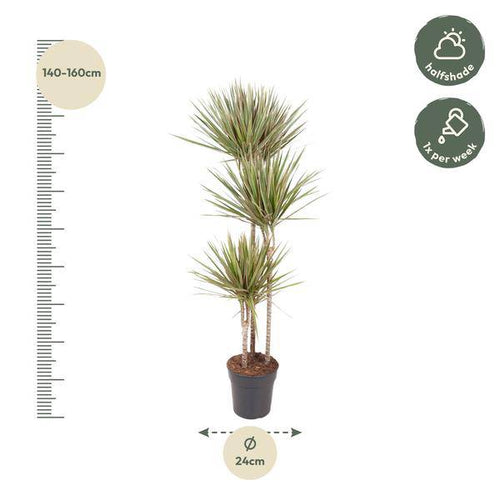 Drachenbaum Zimmerpflanze Ø24cm ↕150cm – pflegeleichte Grünpflanze für Wohnzimmer, Büro & helle Standorte kaufen